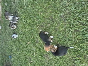 Cătelușă Beagle Tricolor - imagine 2