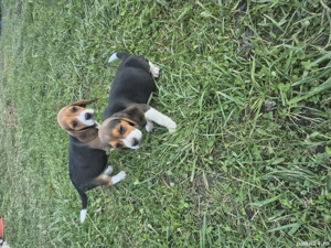 Cătelușă Beagle Tricolor - imagine 3