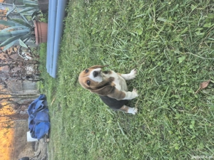Cătelușă Beagle Tricolor - imagine 4