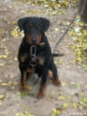 Mascul jagd terrier jagdterrier - imagine 3