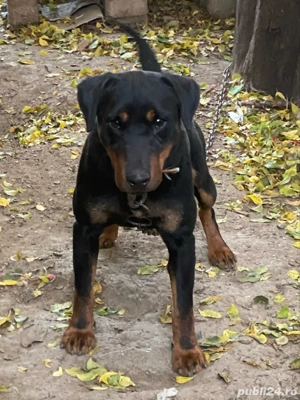 Mascul jagd terrier jagdterrier - imagine 4