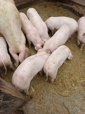 Vând purcei! - imagine 2