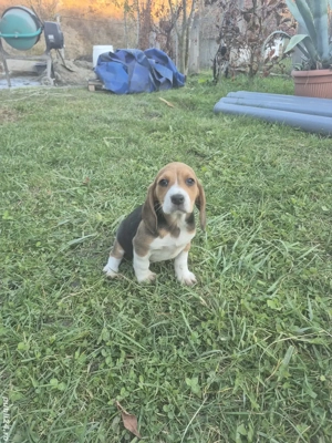 Cățeluș Beagle Tricolor