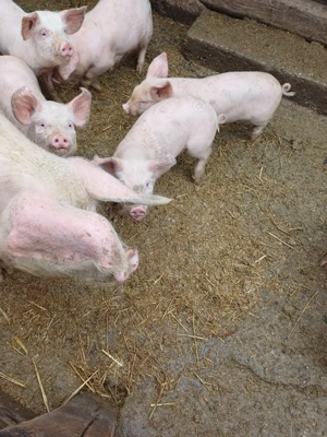 Vând purcei! - imagine 3