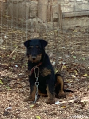 Mascul jagd terrier jagdterrier