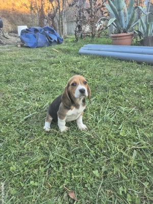 Cățeluș Beagle Tricolor - imagine 2