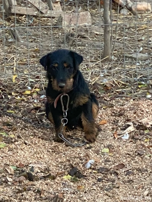 Mascul jagd terrier jagdterrier - imagine 2