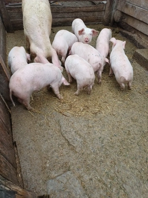 Vând purcei! - imagine 4