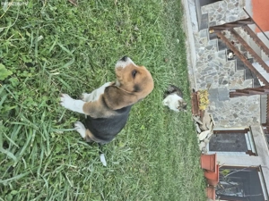 Cățeluș Beagle Tricolor - imagine 3