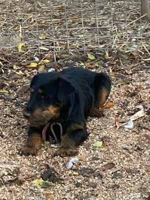 Mascul jagd terrier jagdterrier - imagine 3