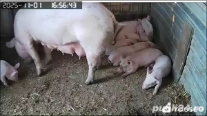 Purceii rasa Marele Alb - imagine 2