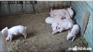 Purceii rasa Marele Alb - imagine 3