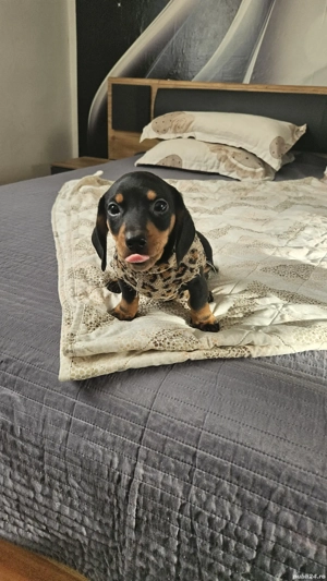 2F si 1M tackel cu par scurt 