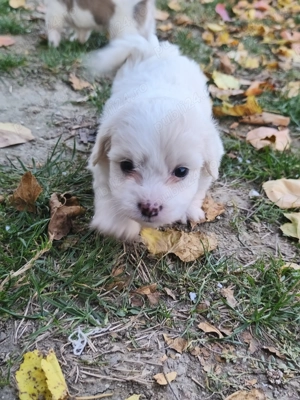 Bichoni talie mica o luna jumate  - imagine 3