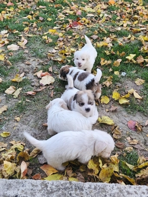 Bichoni talie mica o luna jumate  - imagine 4