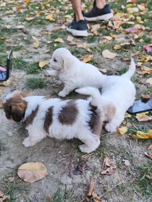 Bichoni talie mica o luna jumate  - imagine 2