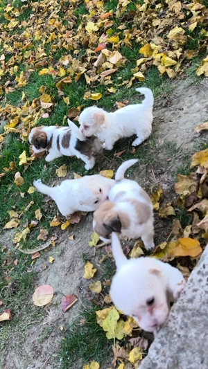 Bichoni talie mica o luna jumate 