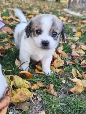 Bichoni talie mica o luna jumate  - imagine 5