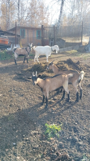 Mă vinde tot ce se vede  - imagine 4