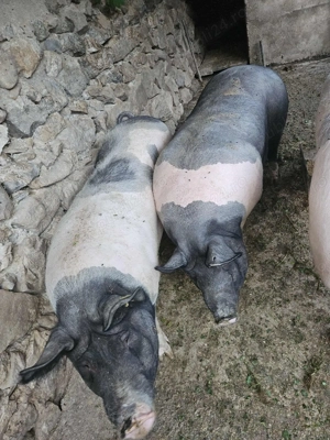 Vând porci pentru Crăciun! - imagine 2