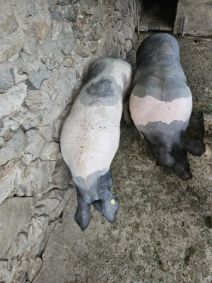 Vând porci pentru Crăciun! - imagine 3