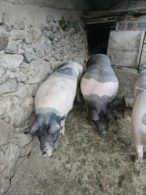 Vând porci pentru Crăciun!