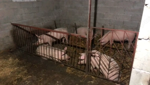 Vând porci grasi - imagine 2