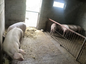 Vând porci grasi - imagine 3