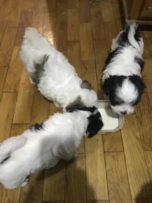 Pui Bichon havanez de vânzare 