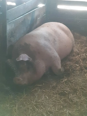  Vând Porci mari  - imagine 2