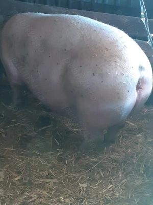  Vând Porci mari 