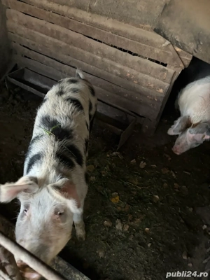 Porc de vanzare Lunca Muresului, jud Alba - imagine 2