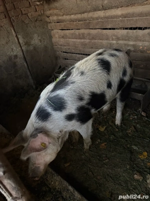 Porc de vanzare Lunca Muresului, jud Alba - imagine 5