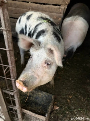 Porc de vanzare Lunca Muresului, jud Alba - imagine 3