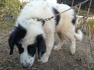 Ciobanesti de Bucovina