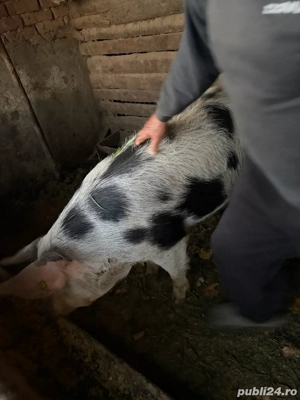 Porc de vanzare Lunca Muresului, jud Alba