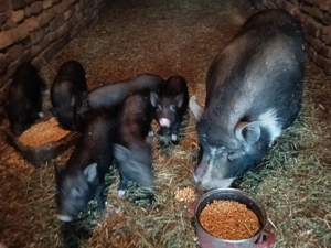 Purcei vietnamezi 3 luni