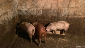 purcei de vanzare  - imagine 2