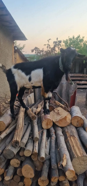 De vanzare tap foarte bun de monta - imagine 5