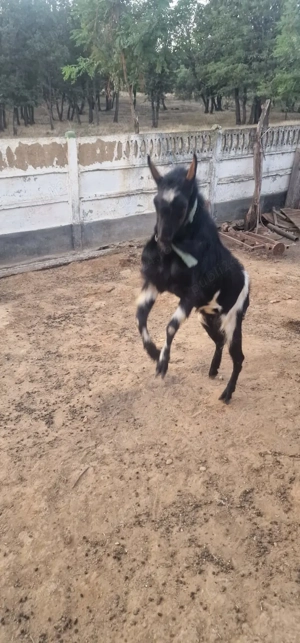 De vanzare tap foarte bun de monta - imagine 2