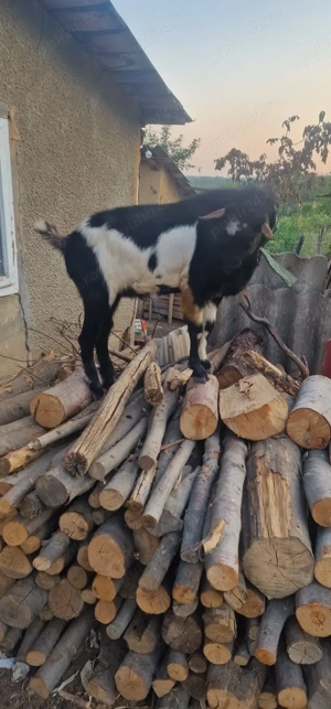 De vanzare tap foarte bun de monta - imagine 4