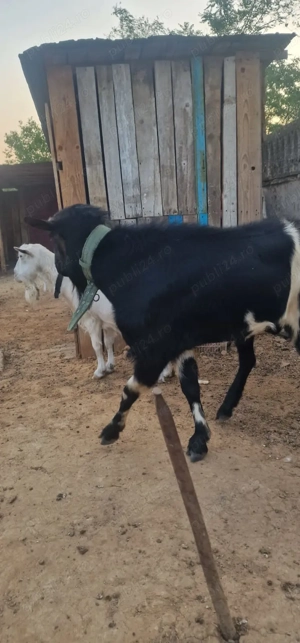 De vanzare tap foarte bun de monta - imagine 3