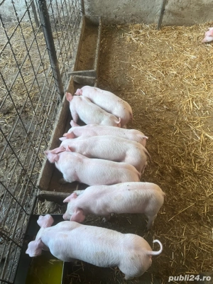 vind purcei intarcati - imagine 3