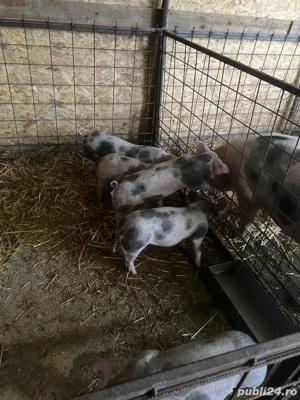 vind purcei intarcati - imagine 2