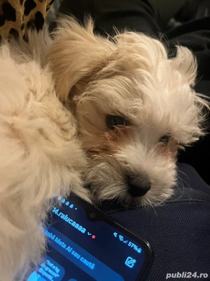 vand caine bichon - imagine 4