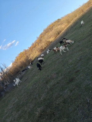 Capre reformă  - imagine 2