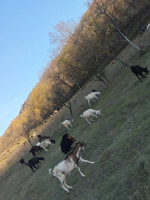 Capre reformă  - imagine 3