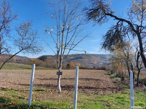 Surduc de vanzare langa lacul Surduc curte și grădină cu fantana, documente de proprietate la zi - imagine 6