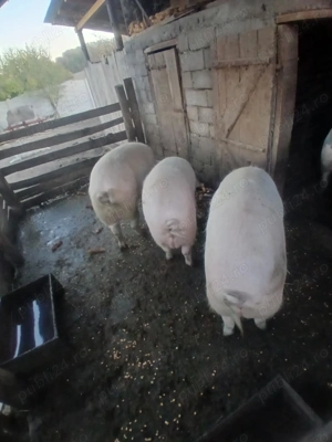 !!!!Vand porci!!! - imagine 3