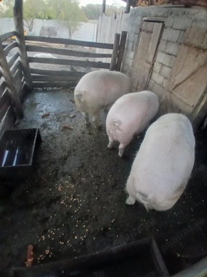 !!!!Vand porci!!! - imagine 2